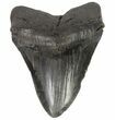 Fossil Megalodon Tooth - Georgia #64548-2